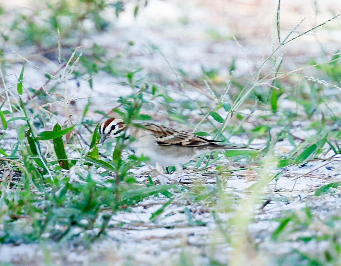 Lark Sparrow - ML644588390