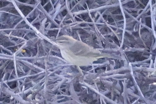 ヤシアメリカムシクイ - ML644588398