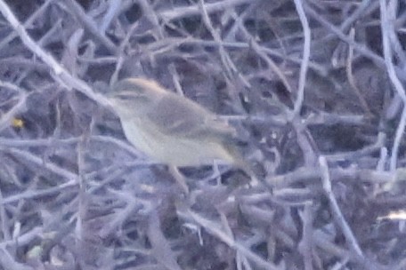 ヤシアメリカムシクイ - ML644588399