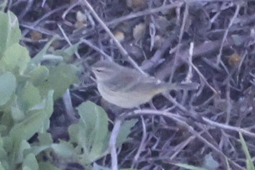 ヤシアメリカムシクイ - ML644588400