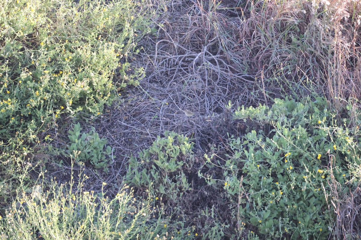 ヤシアメリカムシクイ - ML644588401