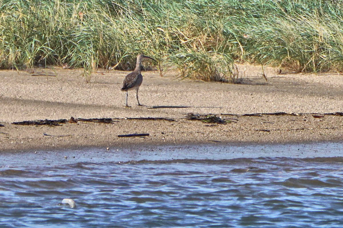 Courlis cendré - ML644588403