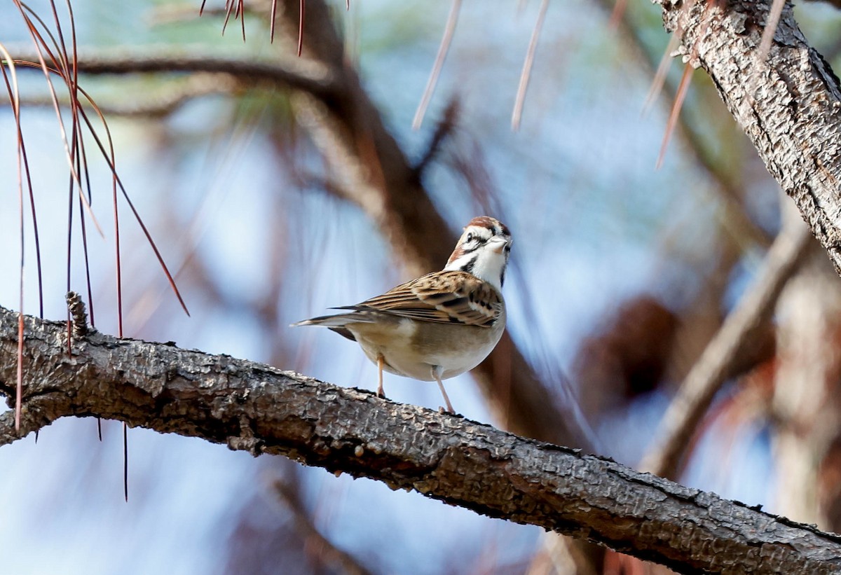 Lark Sparrow - ML644588406