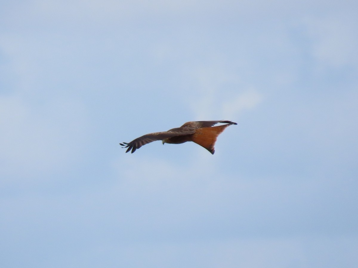 アカトビ - ML644588415