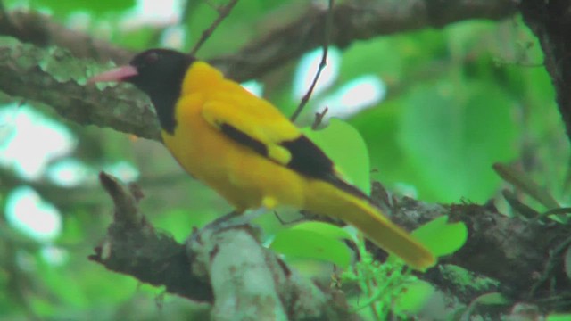 Loriot à capuchon noir - ML644588418