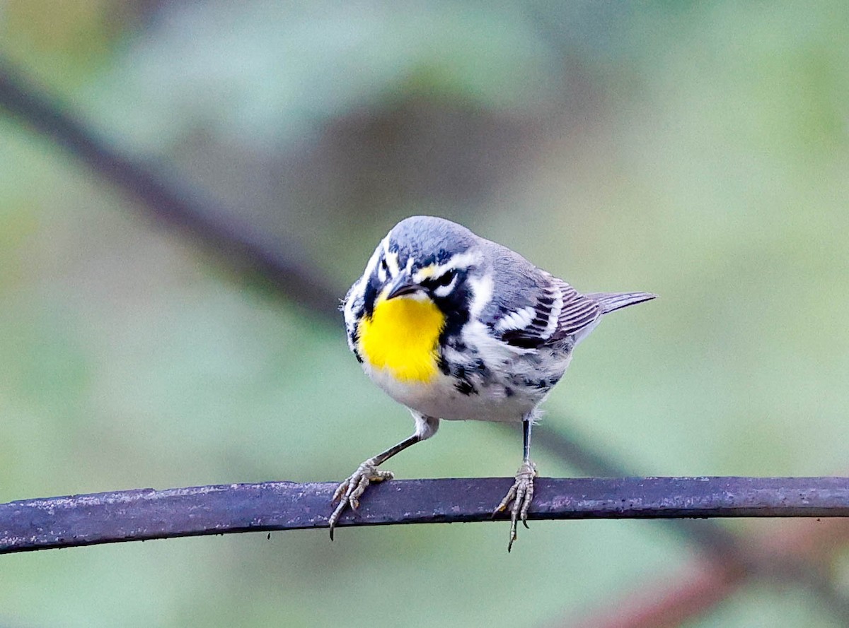 Yellow-throated Warbler - ML644588420