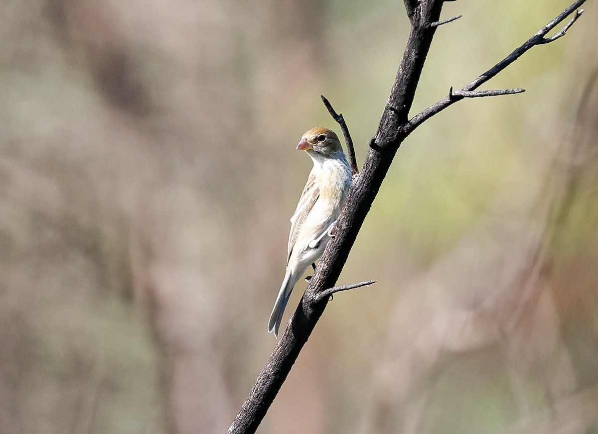 Passerin indigo - ML644588427