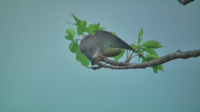 Langrayen brun - ML644588429