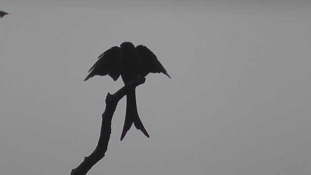 Black Drongo - ML644588433