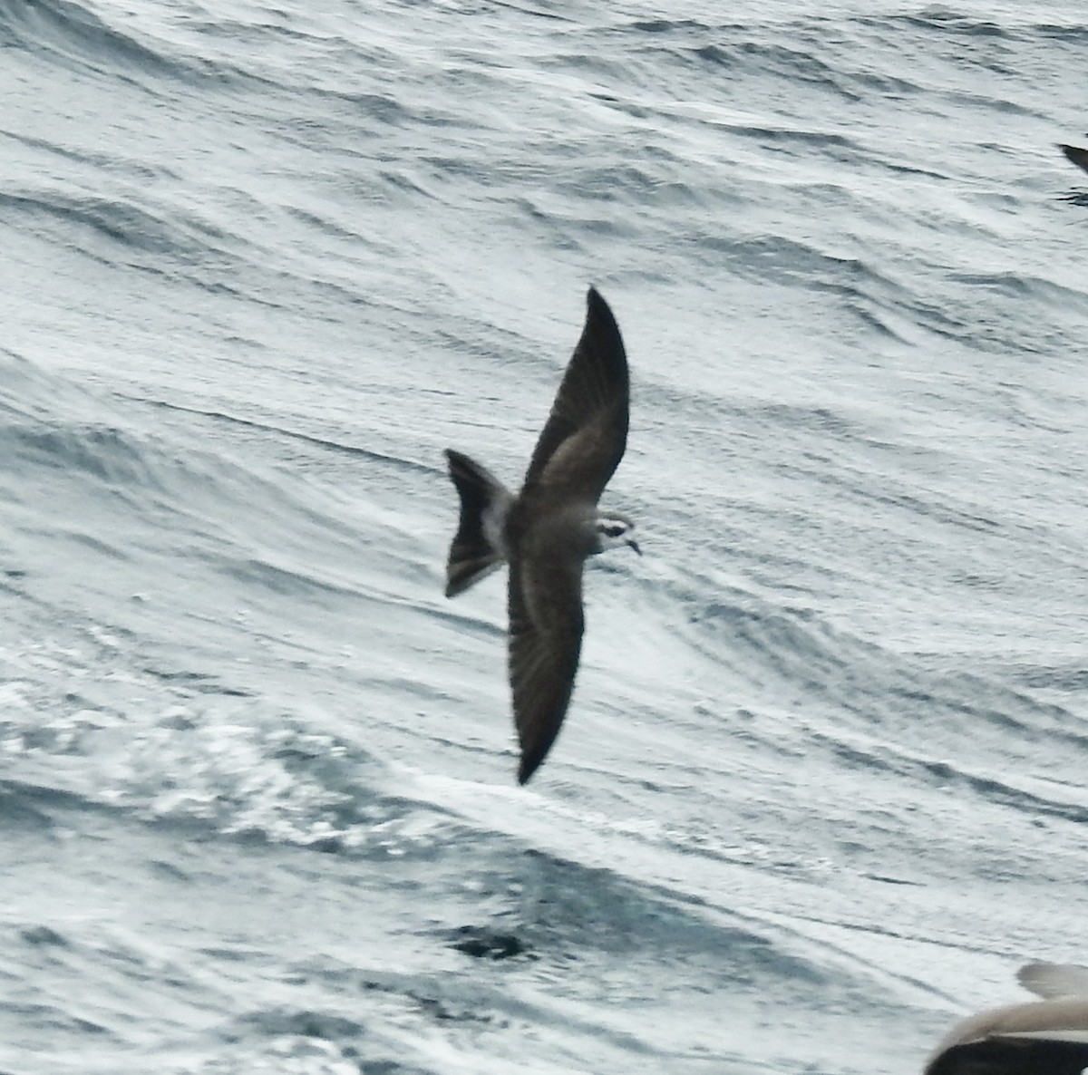 White-faced Storm-Petrel - ML644588436