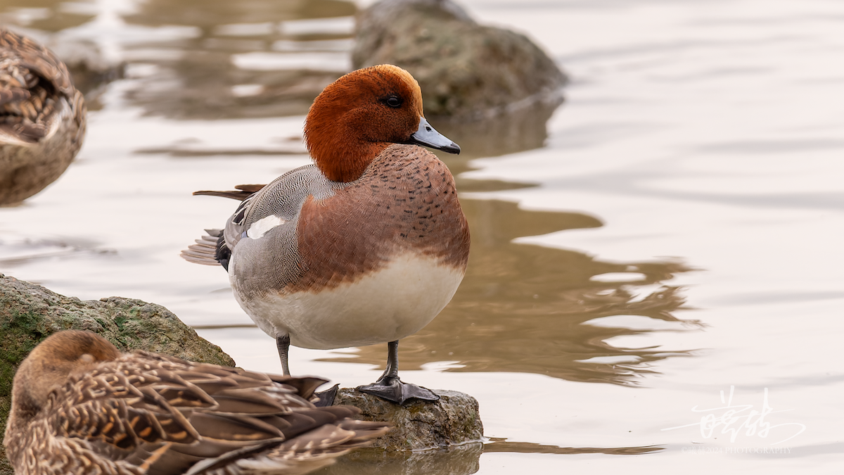 Eurasian Wigeon - ML644588437