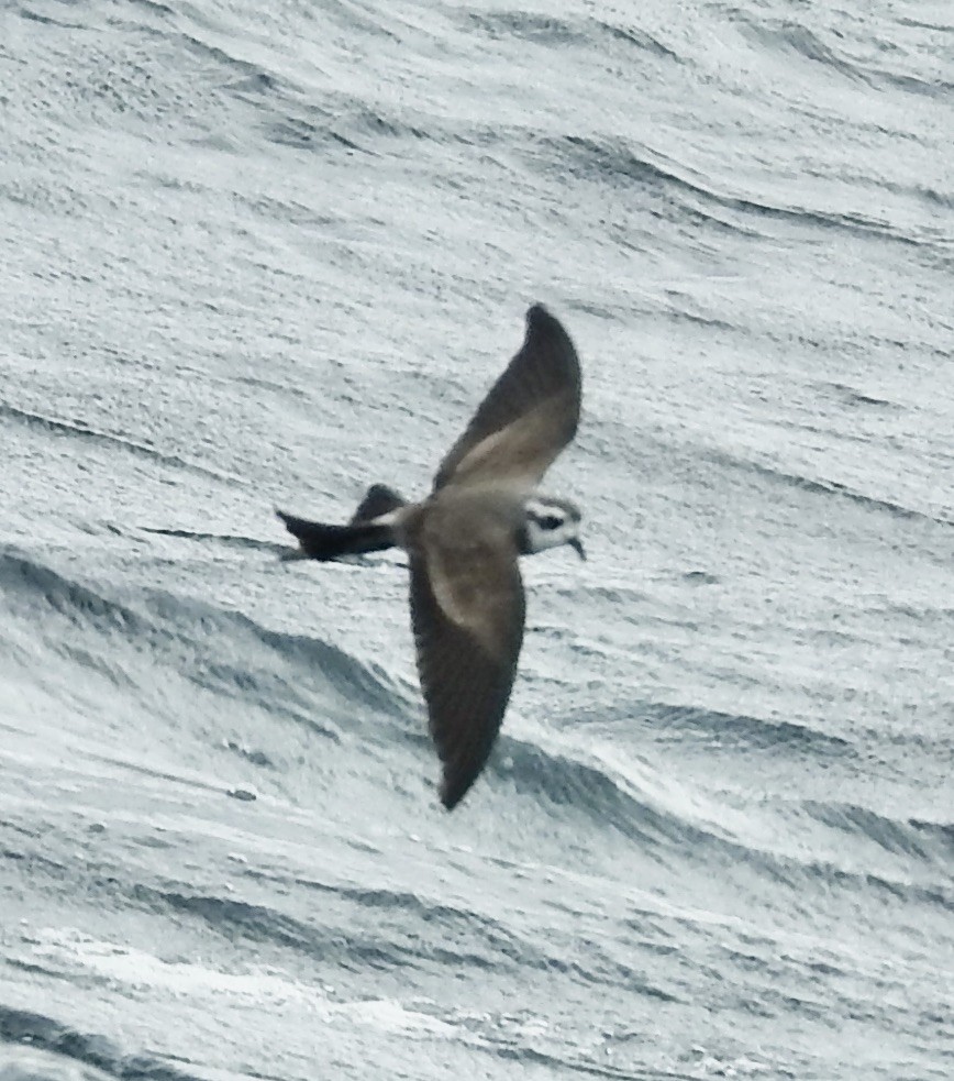 White-faced Storm-Petrel - ML644588438