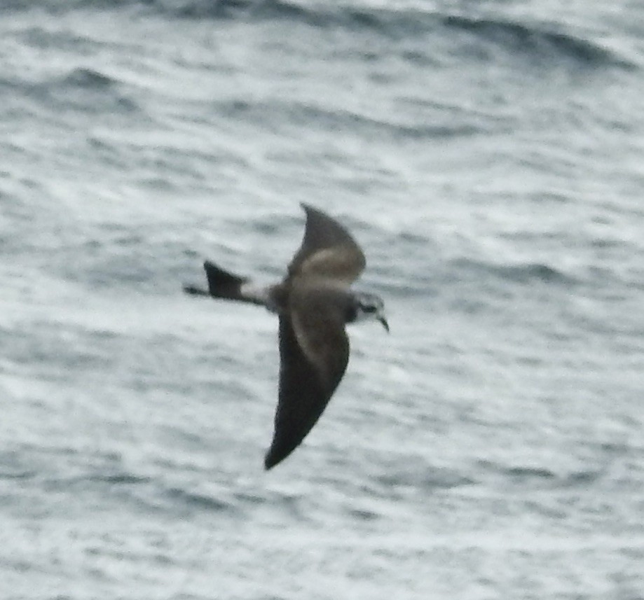 White-faced Storm-Petrel - ML644588442