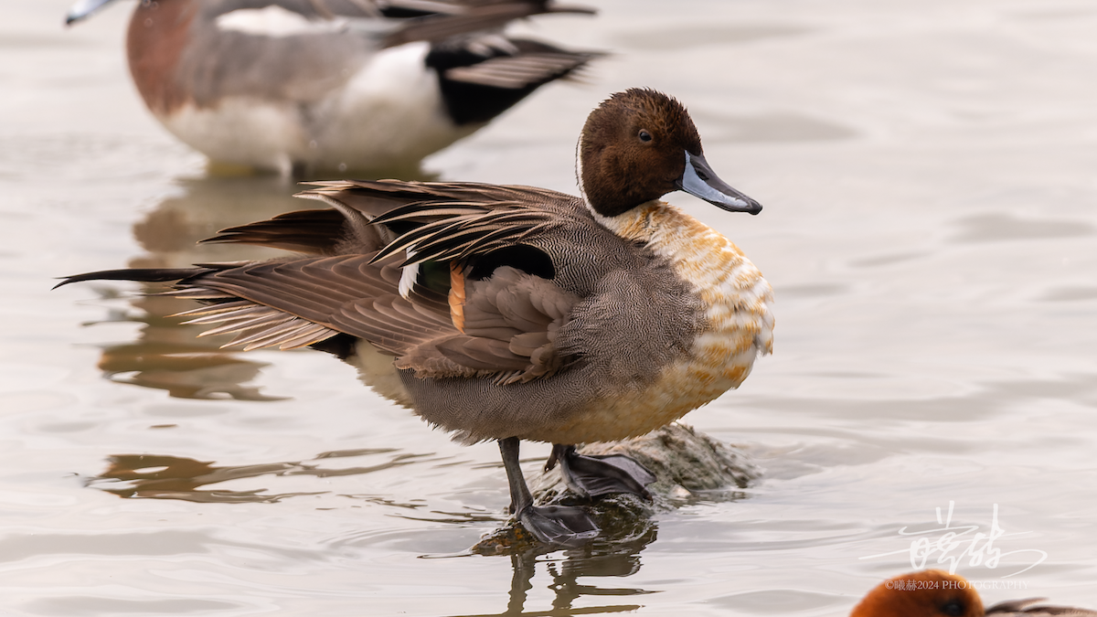 Northern Pintail - ML644588443