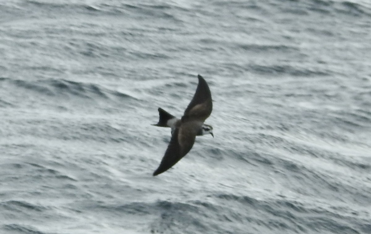 White-faced Storm-Petrel - ML644588444