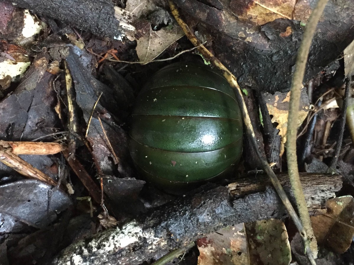 Madagascar Green-Emerald Giant Pill-Millipede - ML644588453