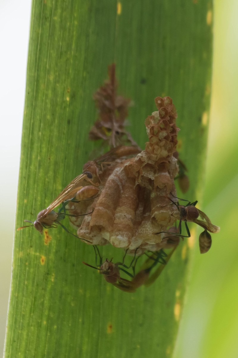 Animals - ML644588454