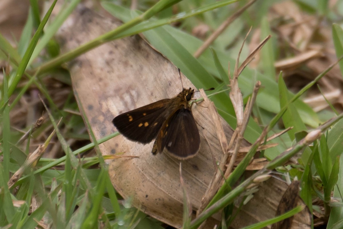 Animals - ML644588455