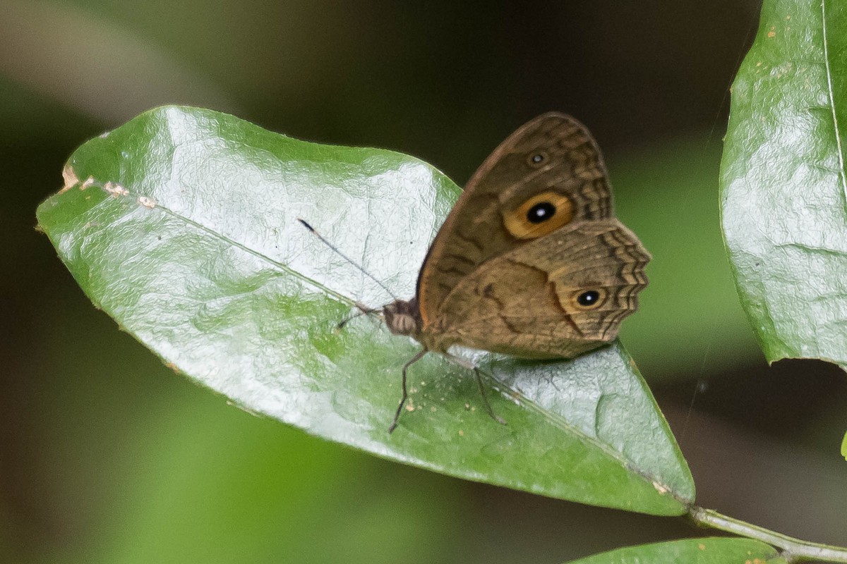 Animals - ML644588459