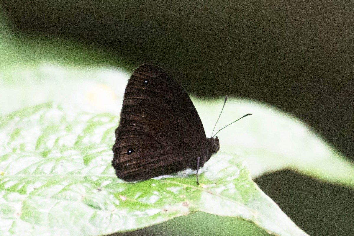 Animals - ML644588461