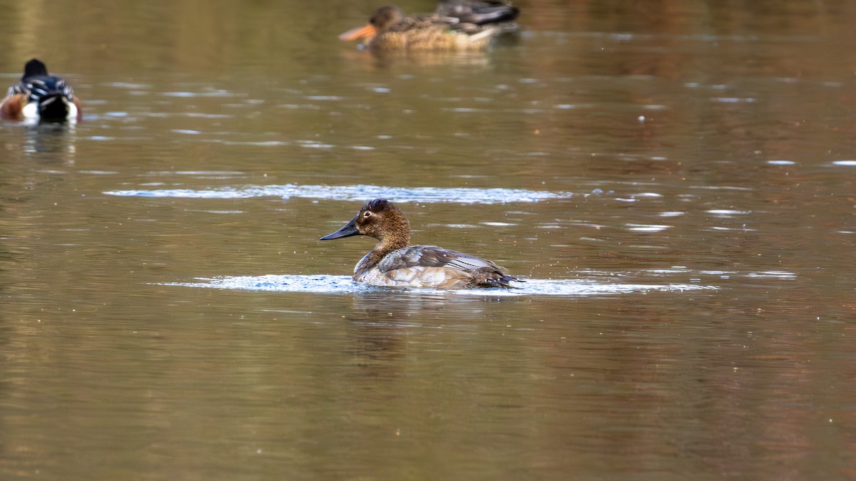 Porrón Coacoxtle - ML644588473