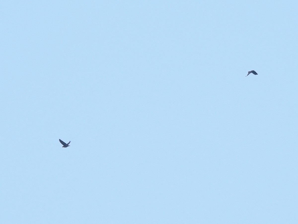 Bronze-winged Parrot - ML644588474