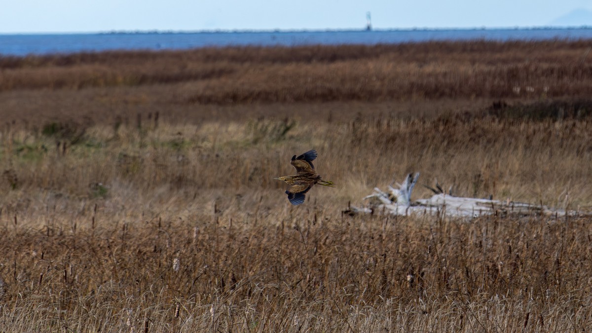 Бугай американський - ML644588482