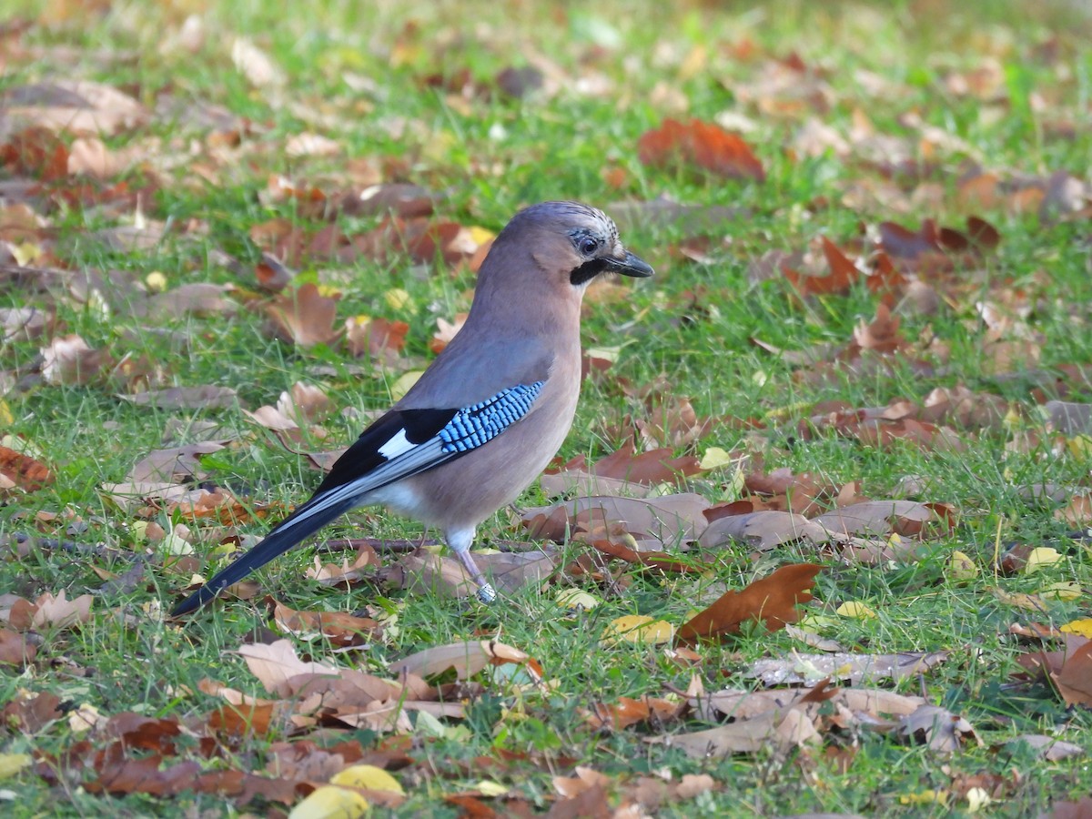Geai des chênes - ML644588492