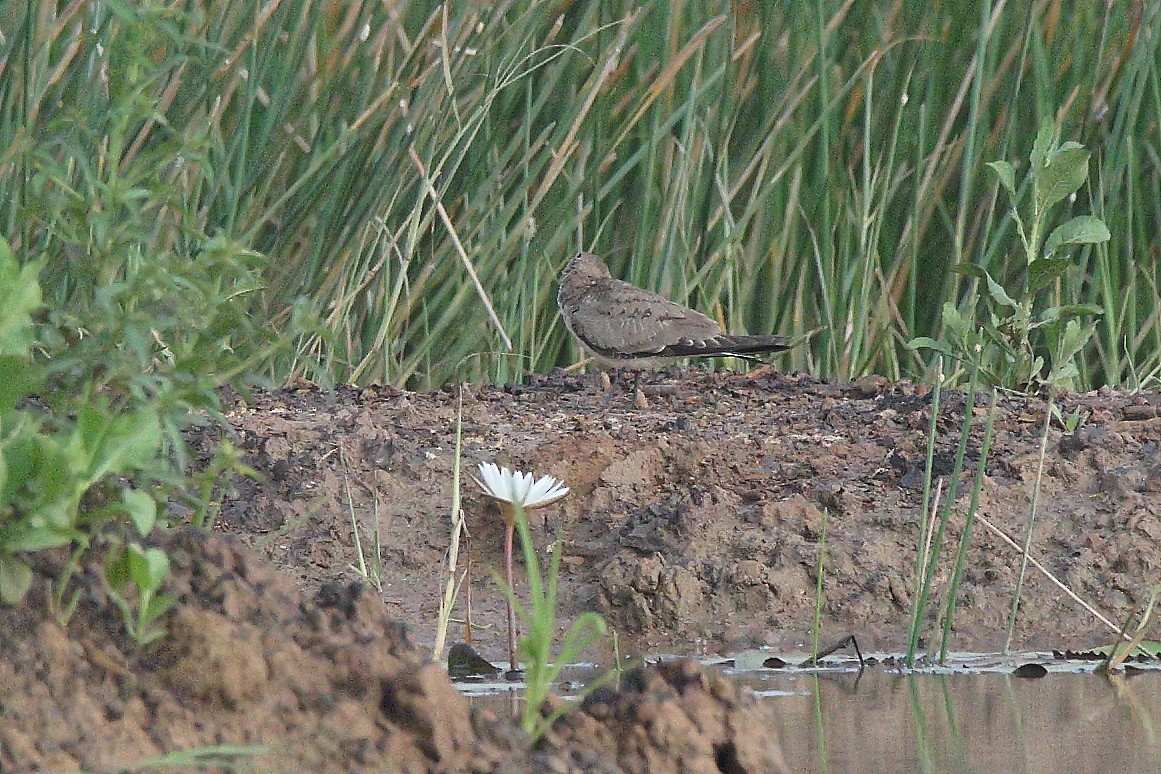 Collared Pratincole - ML644588498