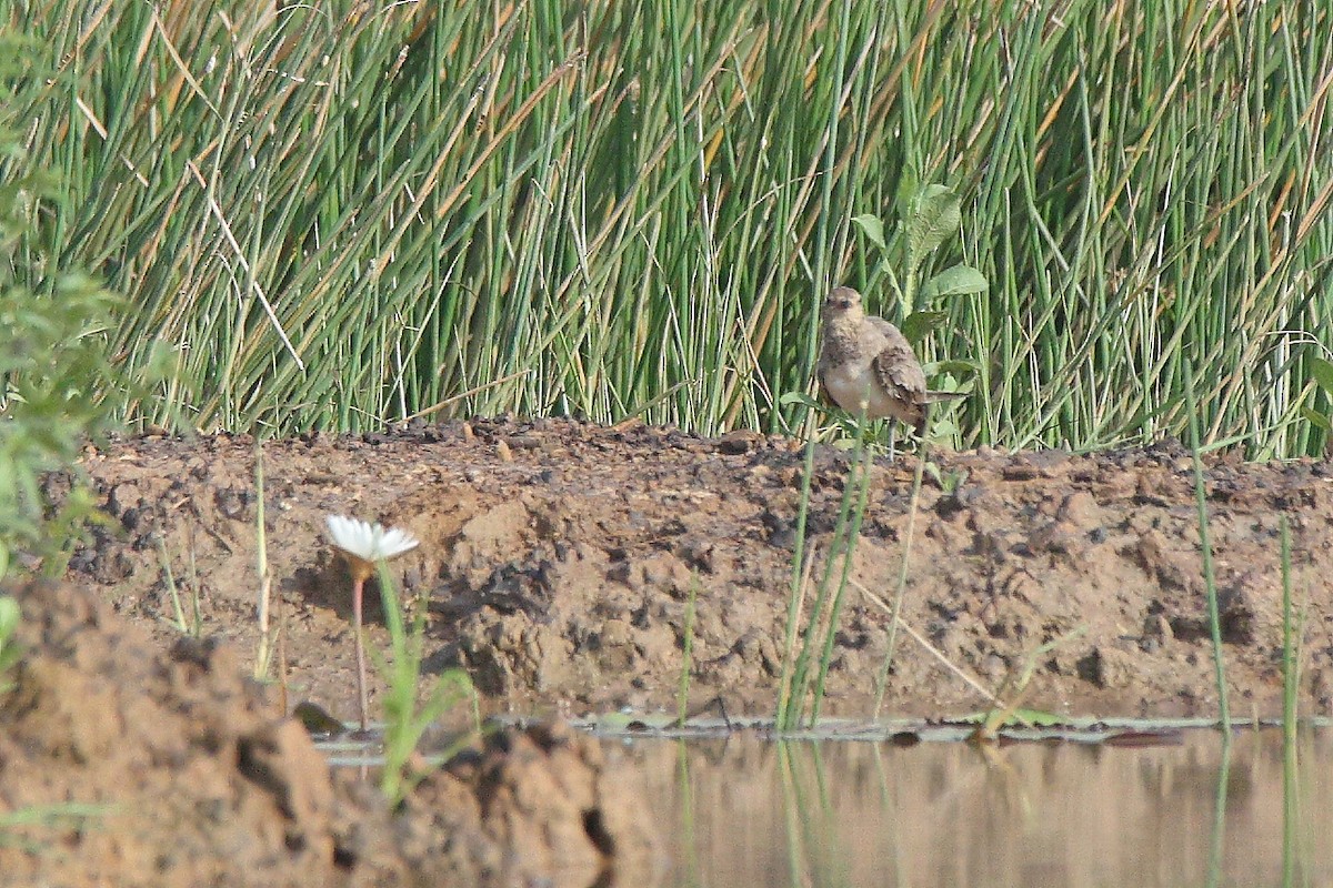 Collared Pratincole - ML644588499