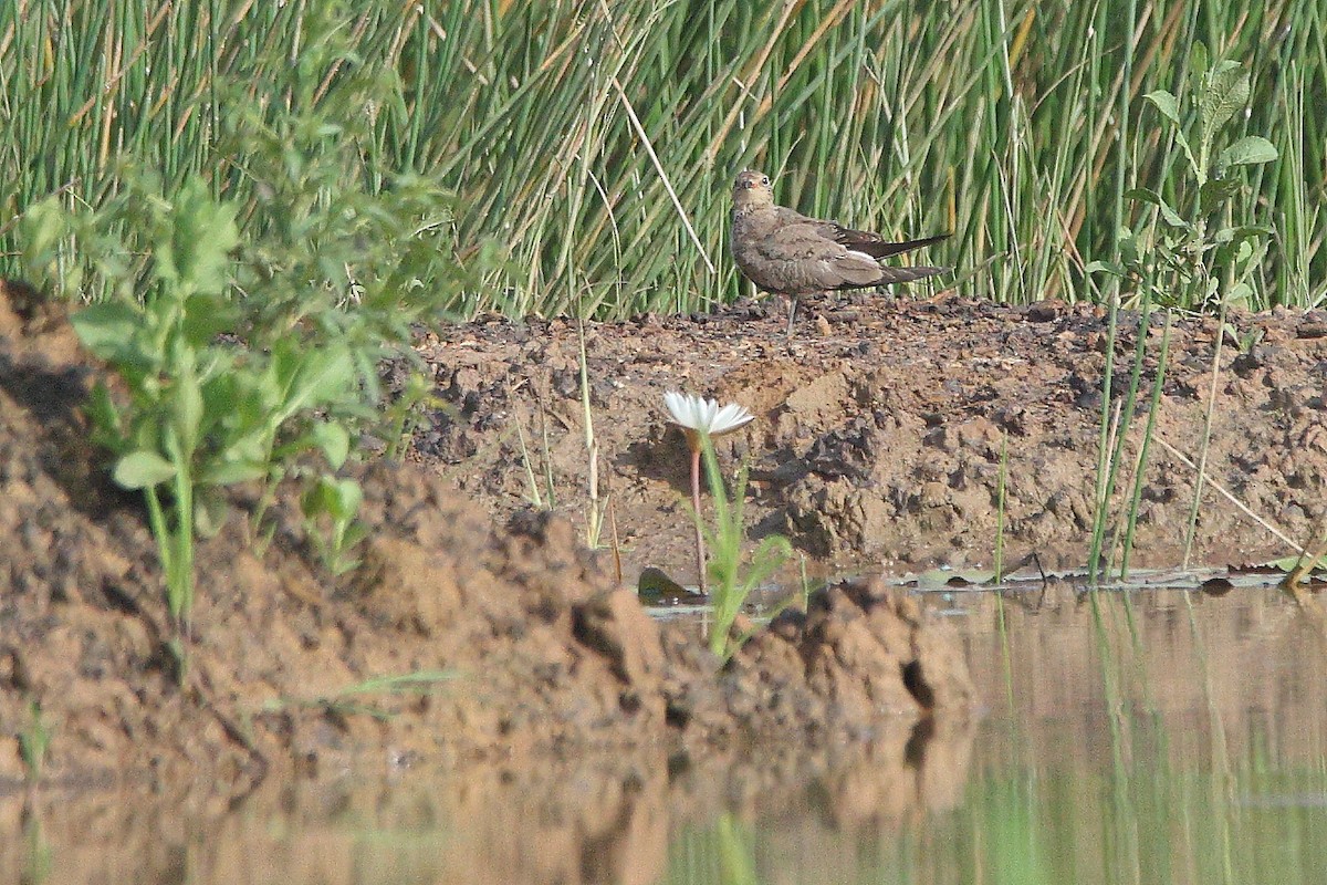 Collared Pratincole - ML644588500