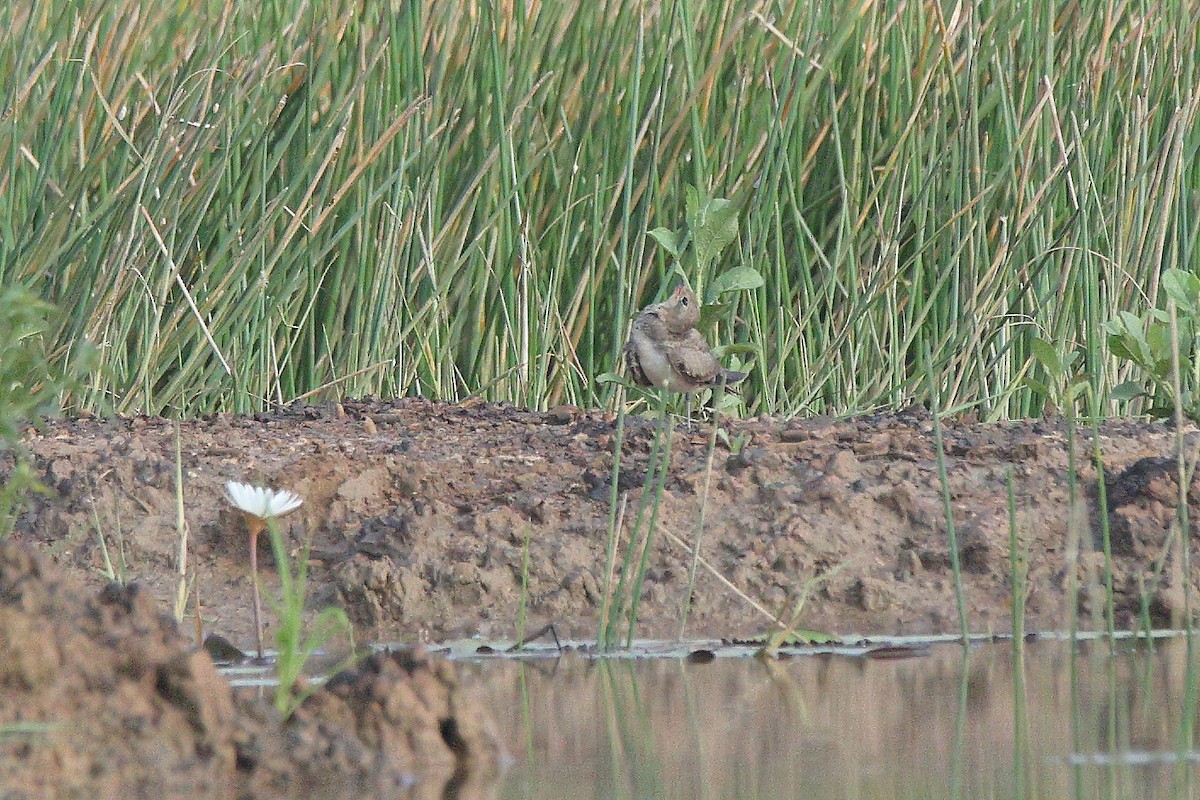 Collared Pratincole - ML644588501