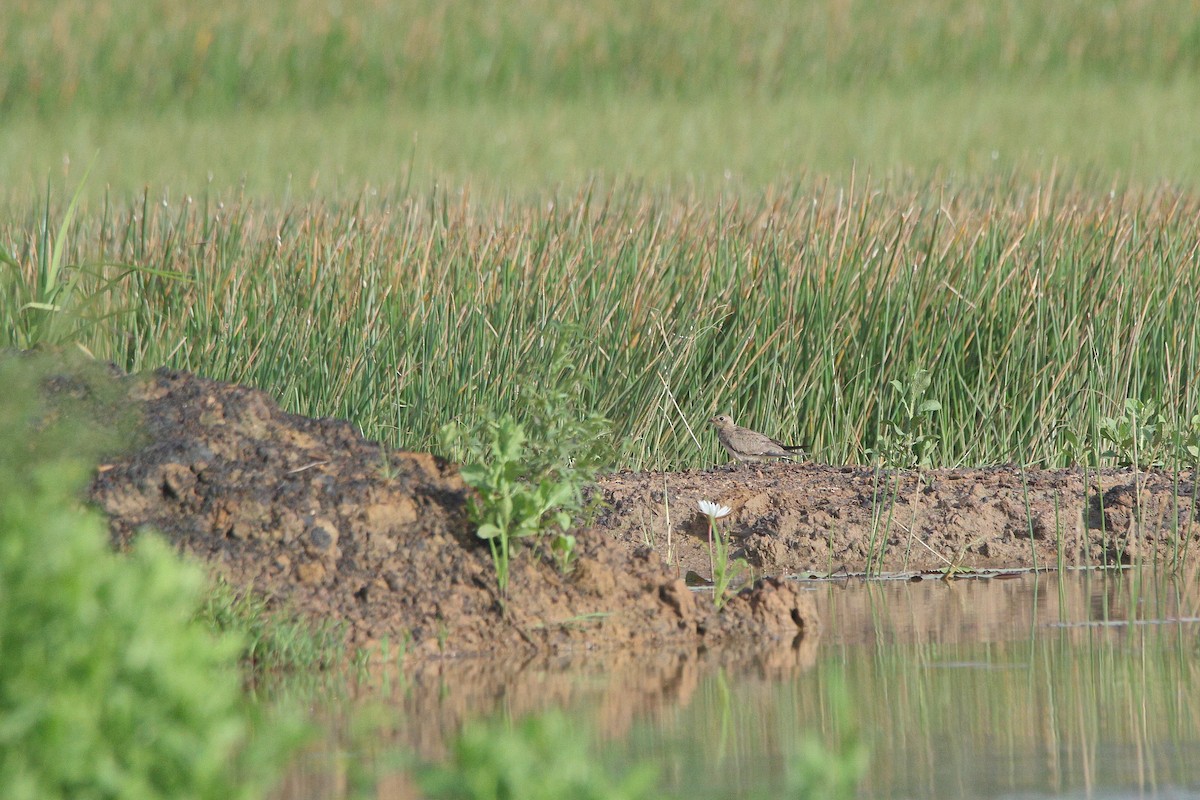 Collared Pratincole - ML644588502