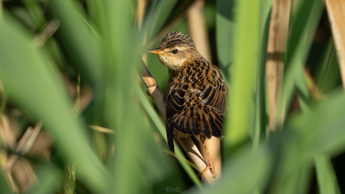 Pallas's Grasshopper Warbler - ML644588504