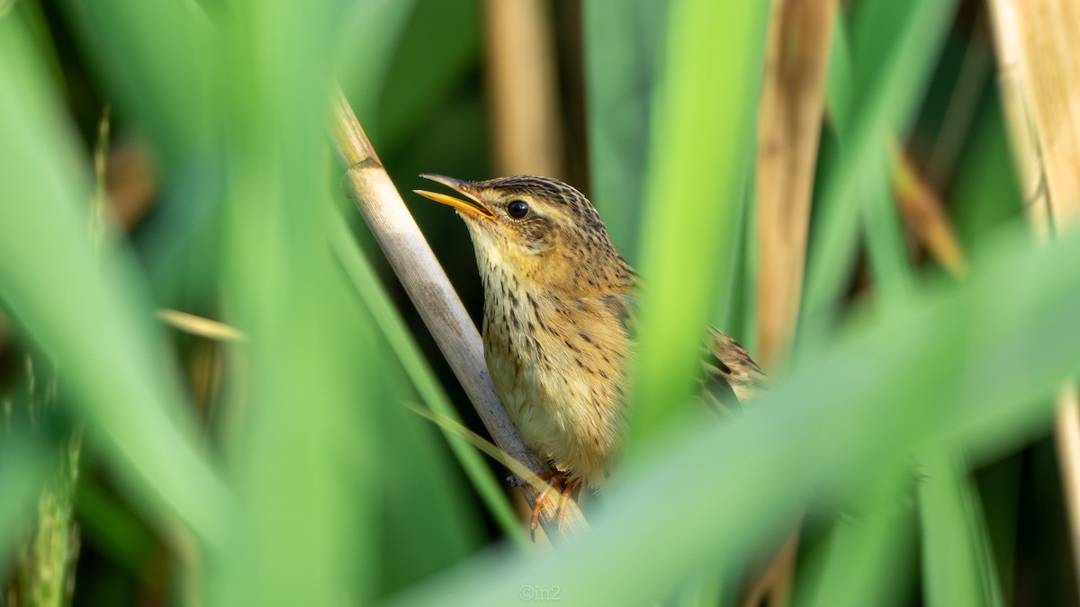 Pallas's Grasshopper Warbler - ML644588505