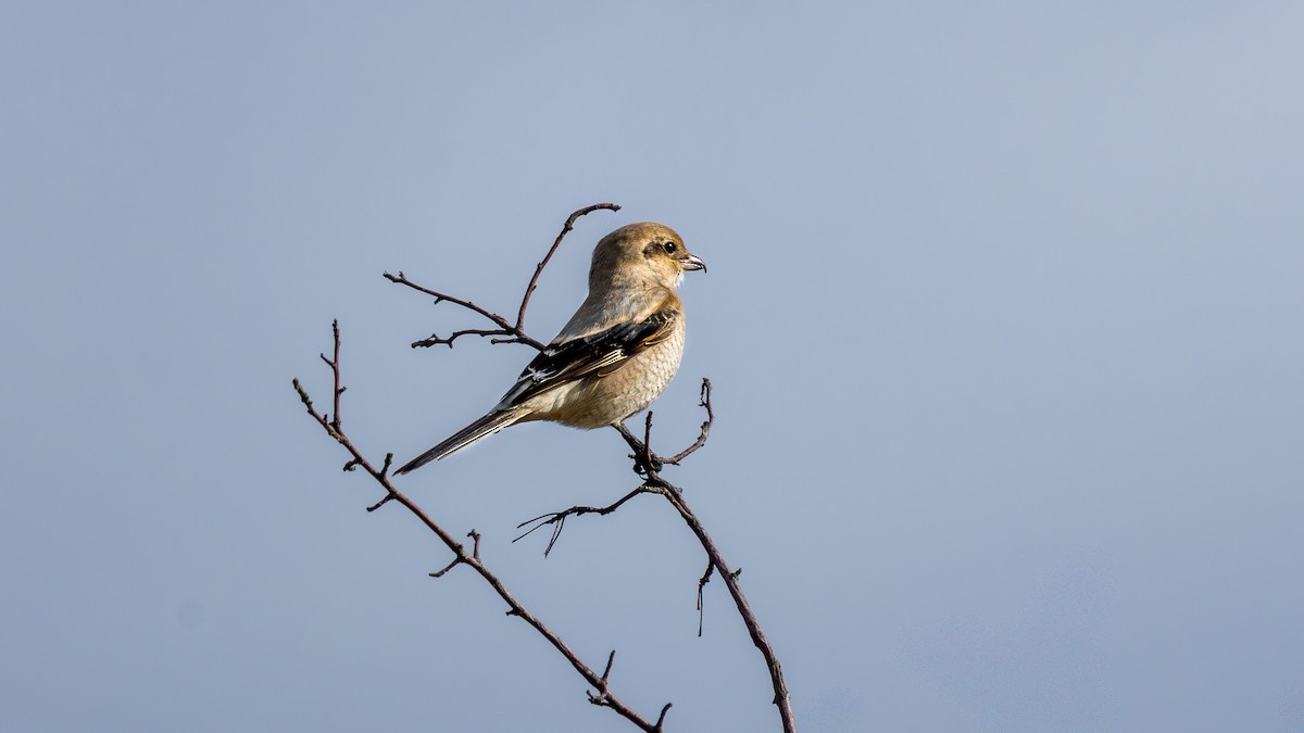 Alcaudón Boreal - ML644588506