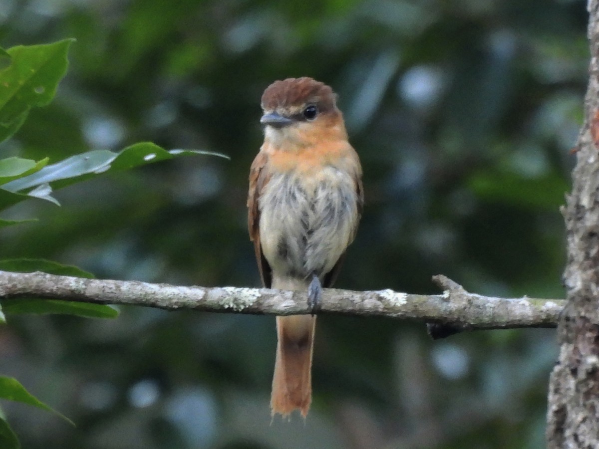 Коричневый бекард - ML644588510