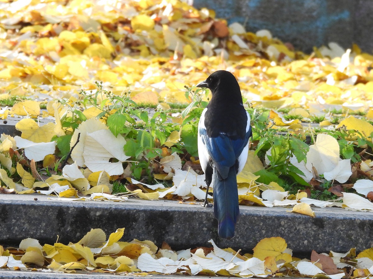 Pie bavarde - ML644588516