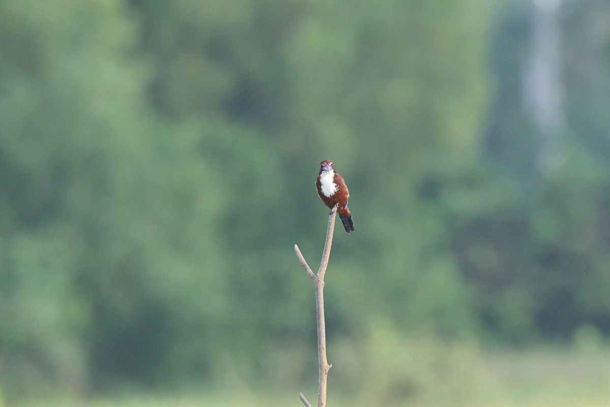 kastanjeisfugl - ML644588517