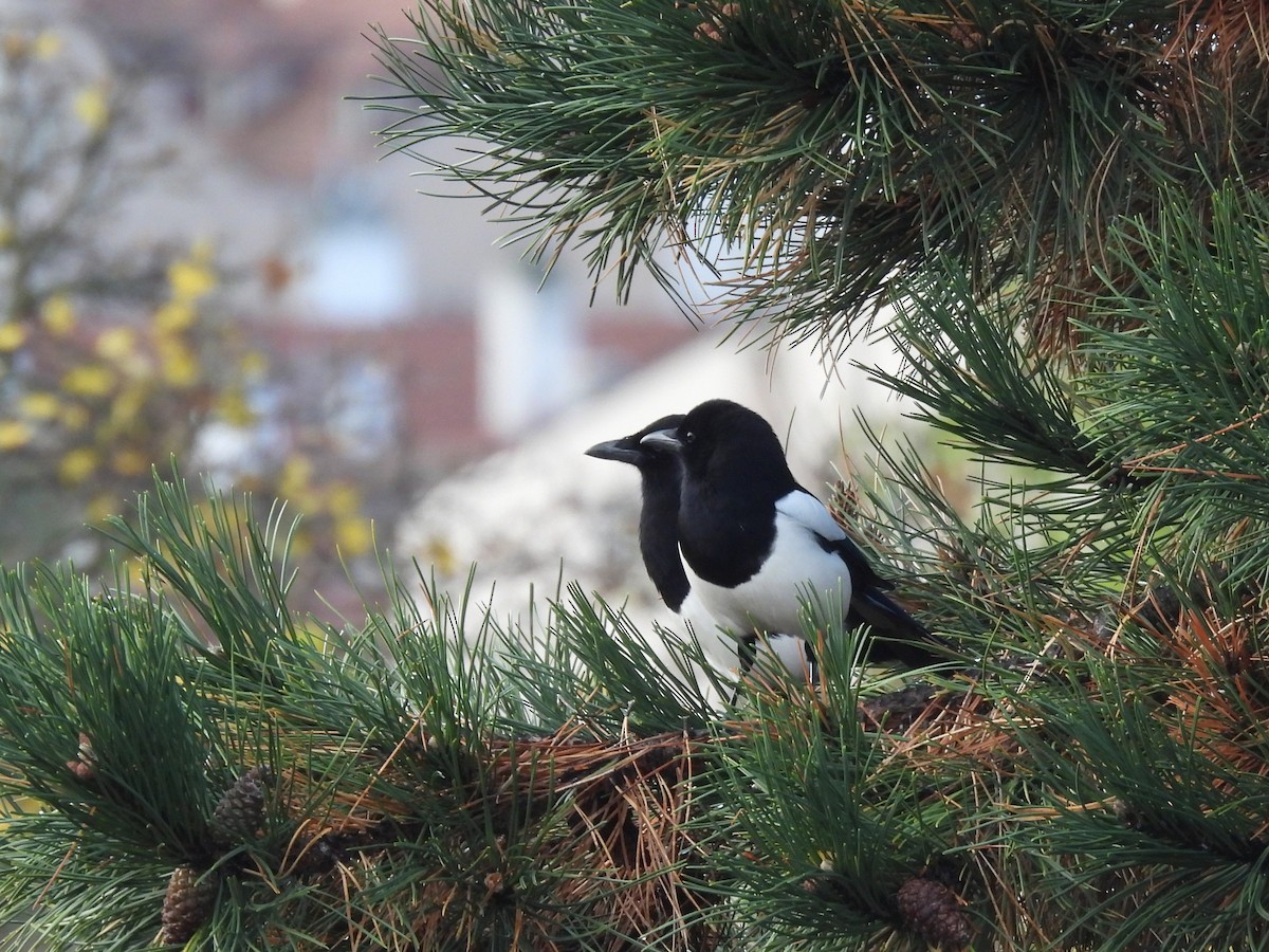 Pie bavarde - ML644588522