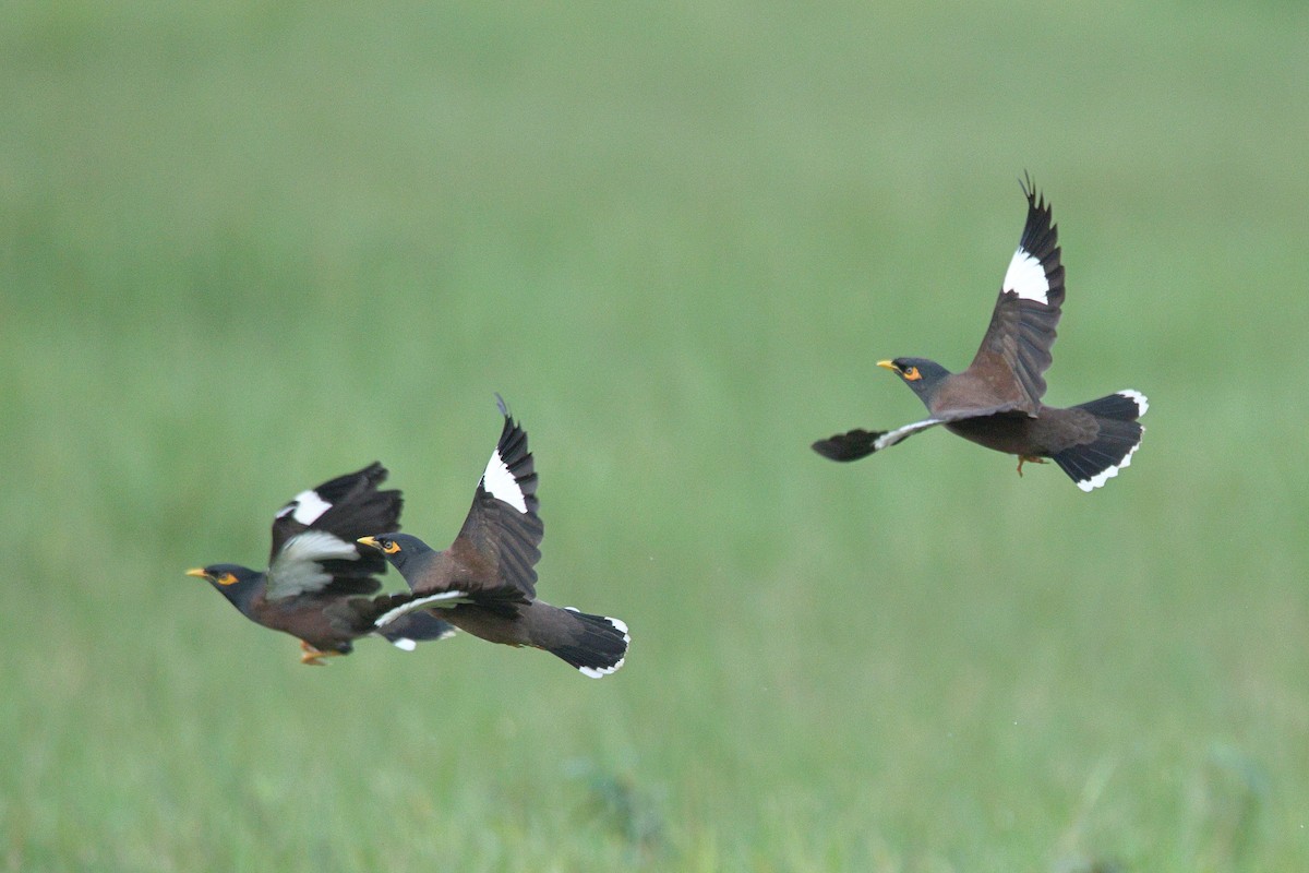 hyrdestær - ML644588527