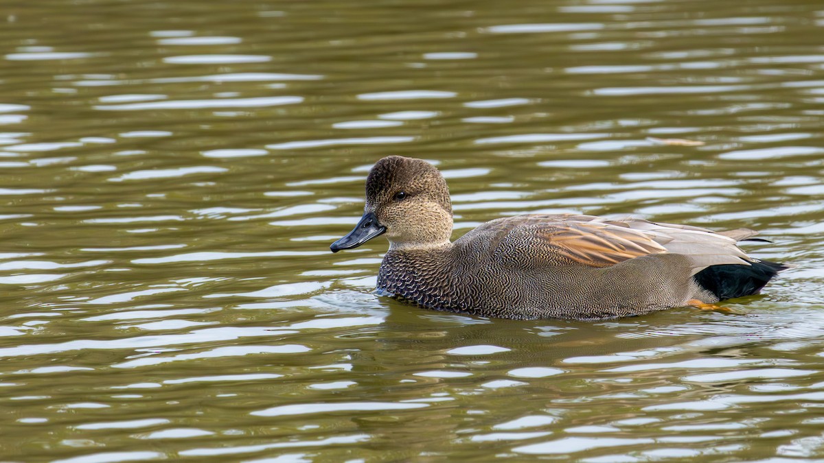 Нерозень - ML644588529