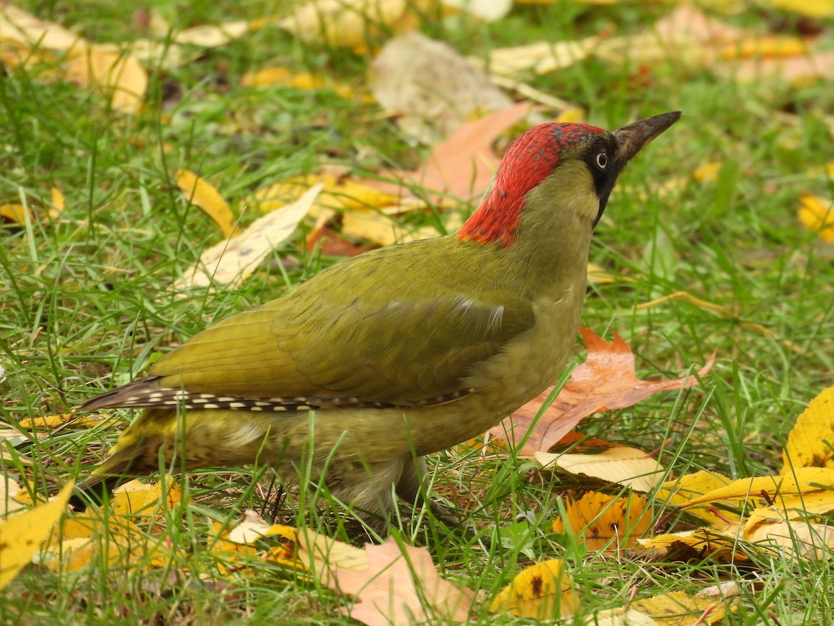 Pic vert - ML644588530