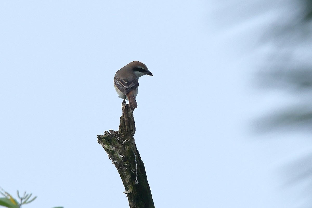 brunvarsler - ML644588532