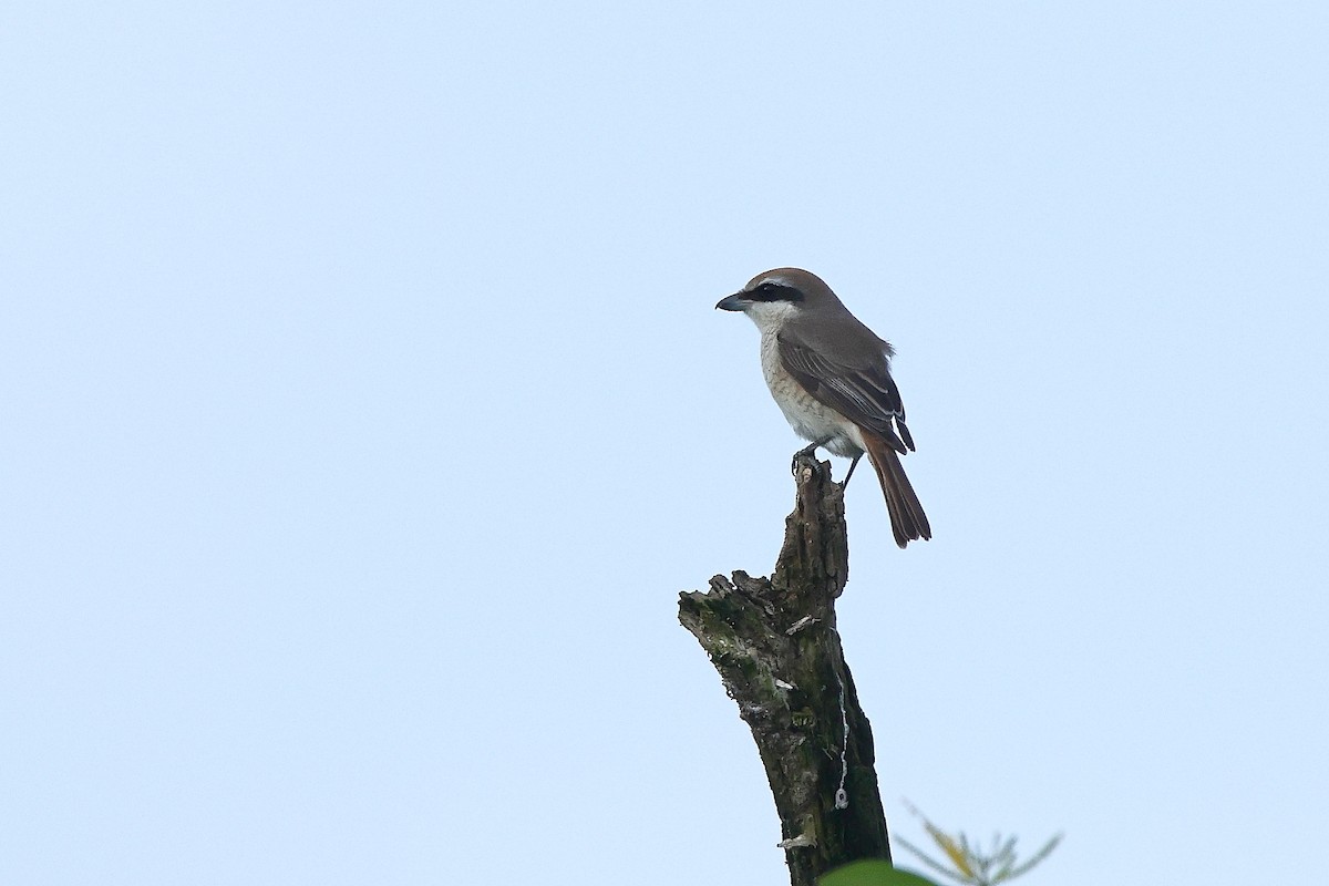 brunvarsler - ML644588533