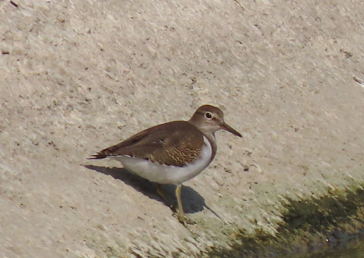 Common Sandpiper - ML644588535