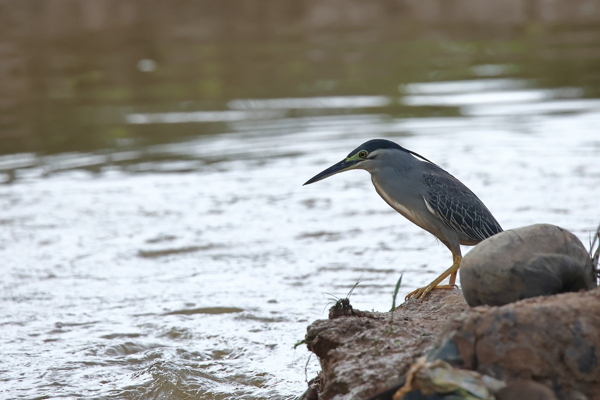 Little Heron - ML644588536