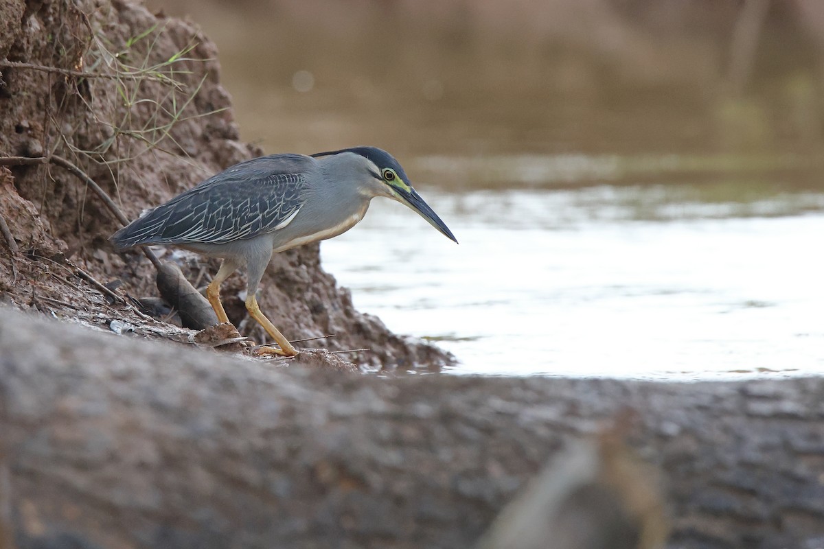 Little Heron - ML644588537