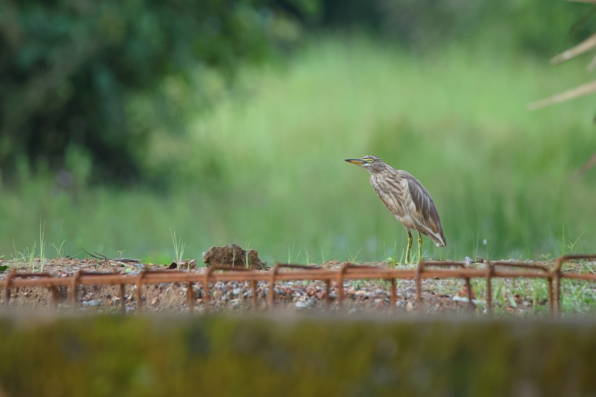 Paddyreiher - ML644588544