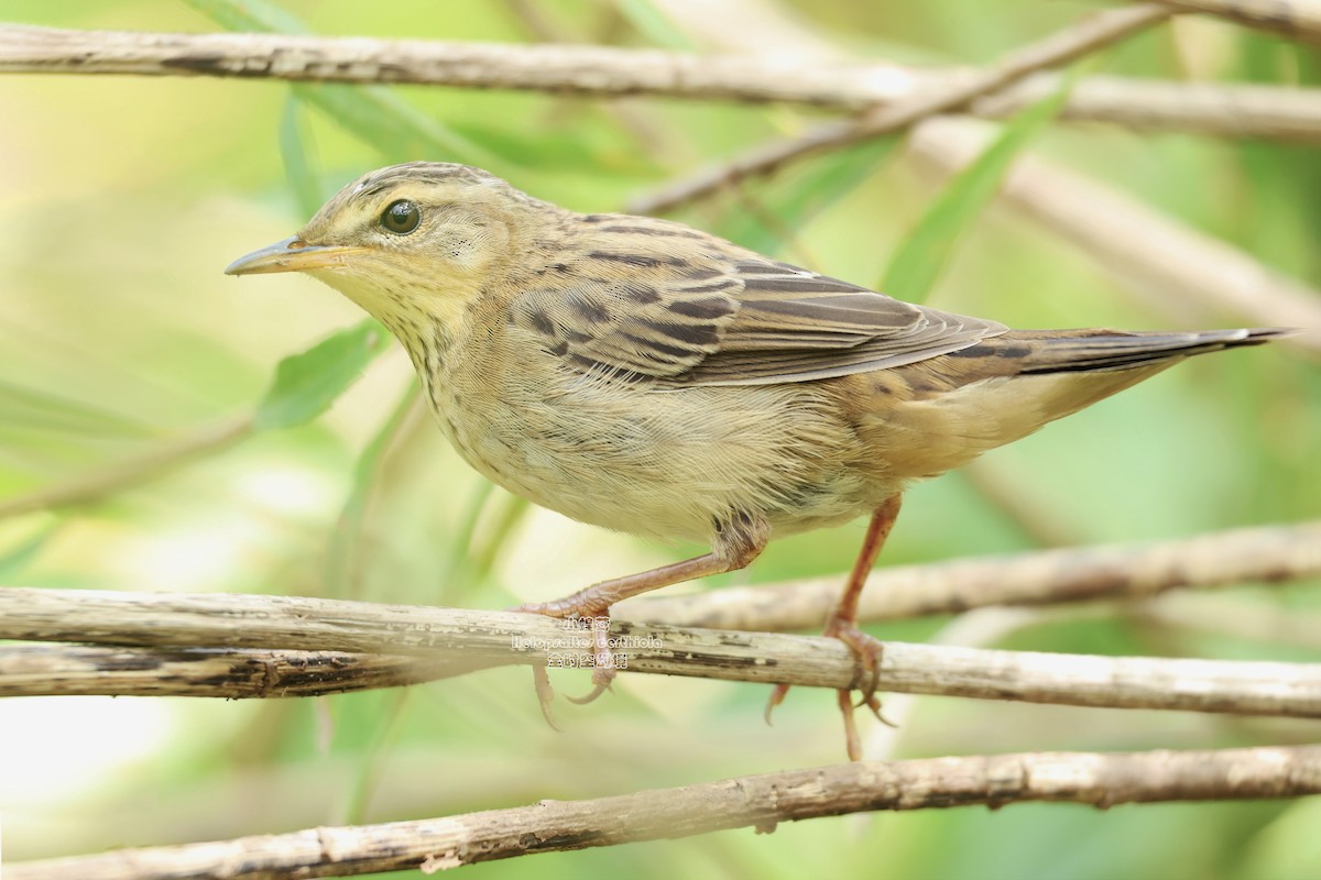 Pallas's Grasshopper Warbler - ML644588546